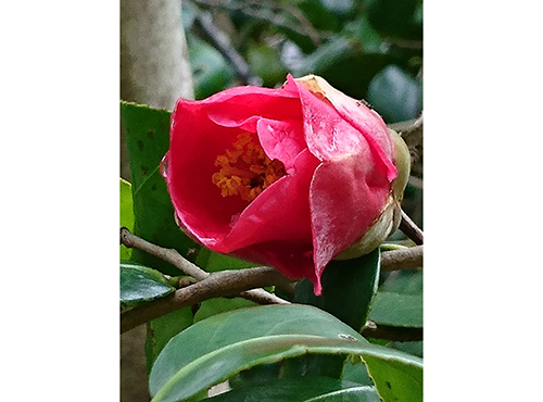 金龍山 不退寺（業平椿）