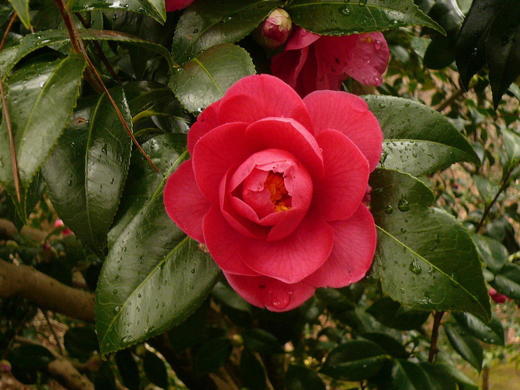 公益財団法人 大和文華館（椿）