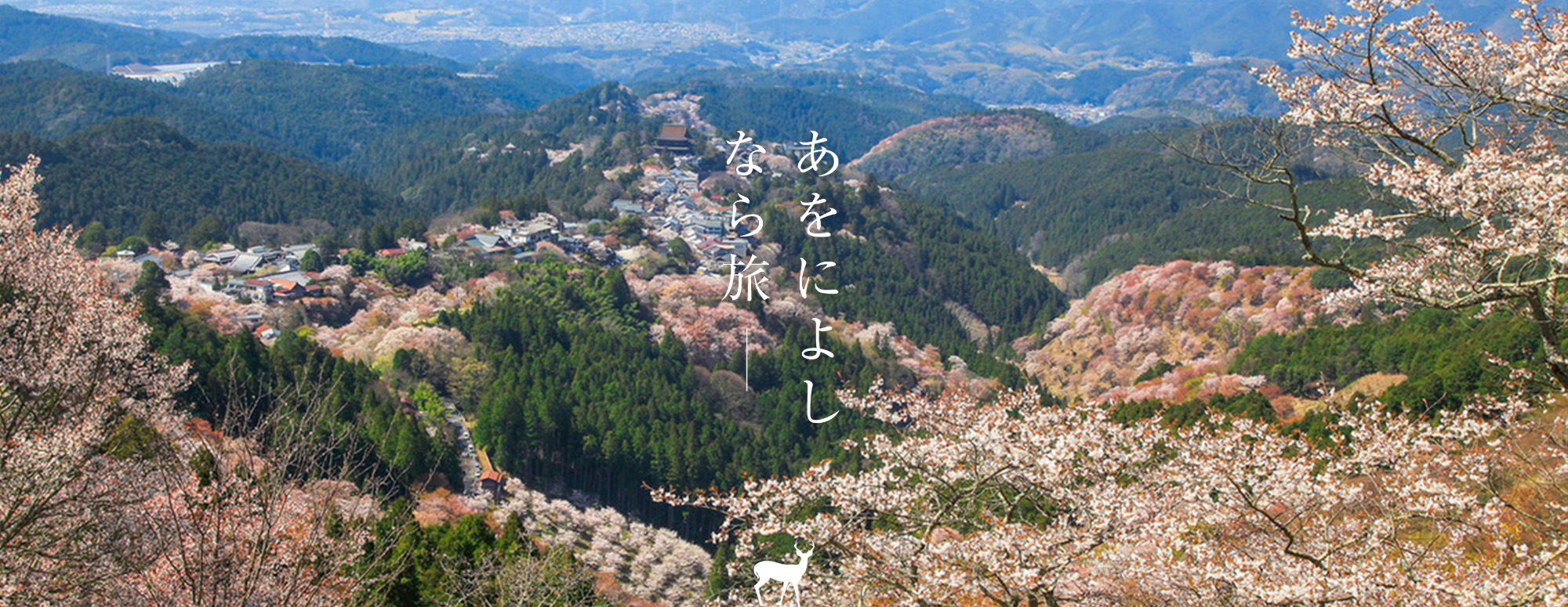 桜（吉野山 花矢倉）