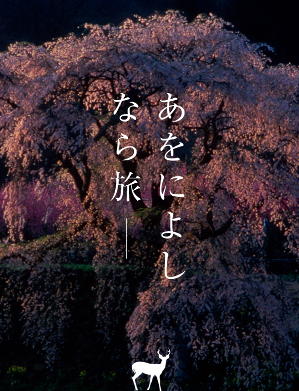 桜（又兵衛桜）