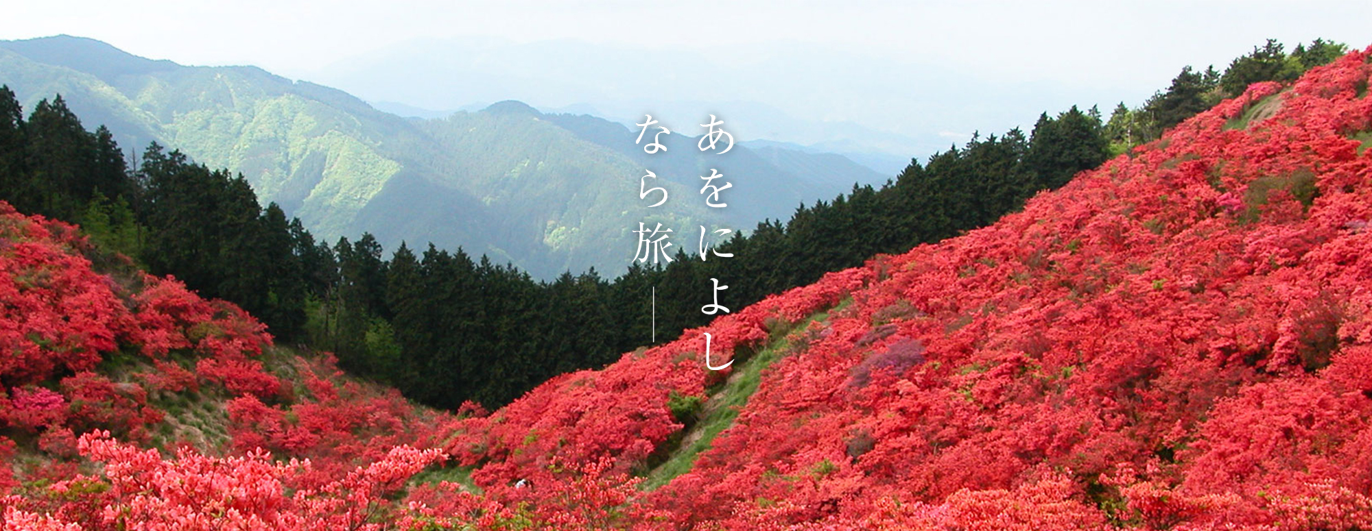 つつじ（葛城高原）