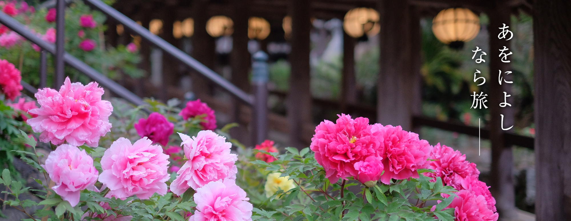 ぼたん（長谷寺）