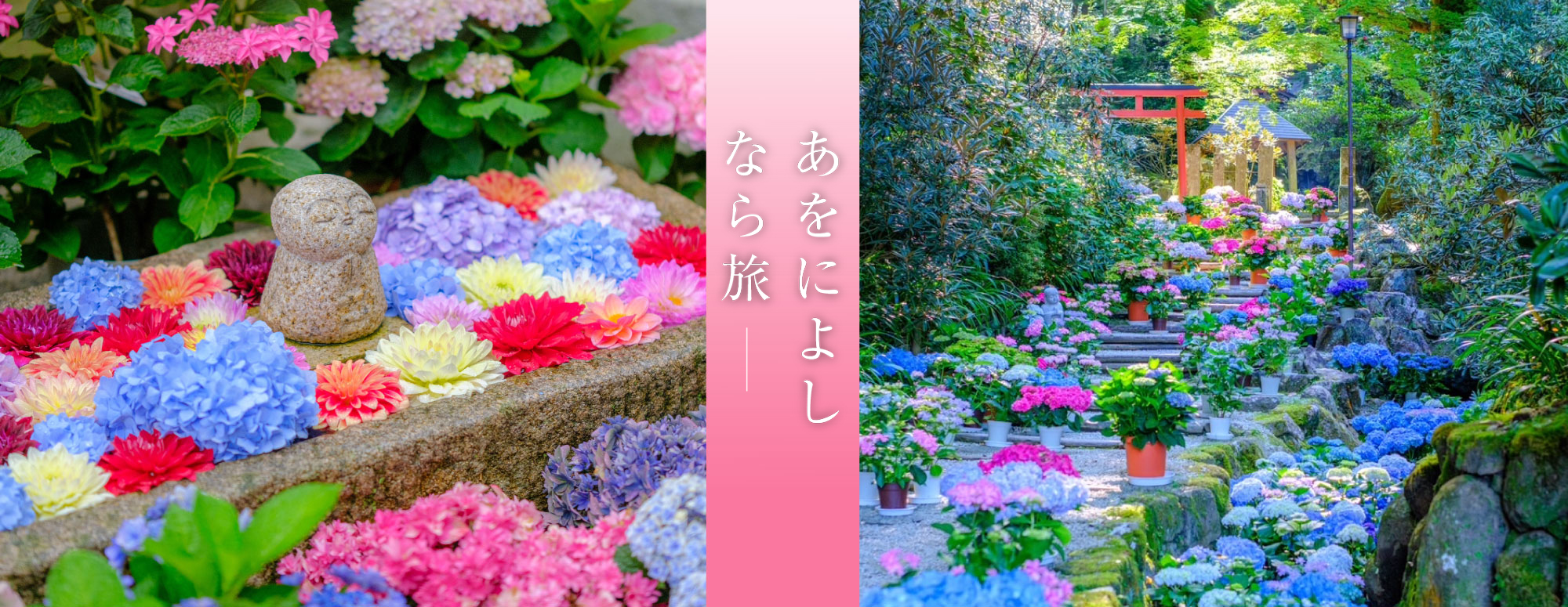 大和観音あぢさゐ回廊（岡寺）
