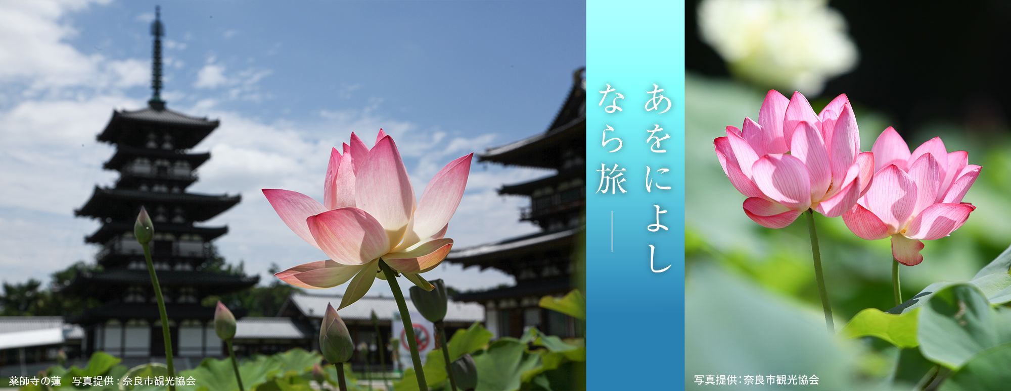 奈良・西ノ京ロータスロード2025