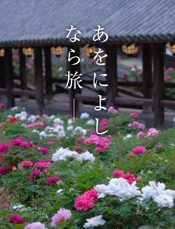 ぼたん（長谷寺）