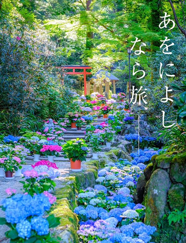 大和観音あぢさゐ回廊（岡寺）