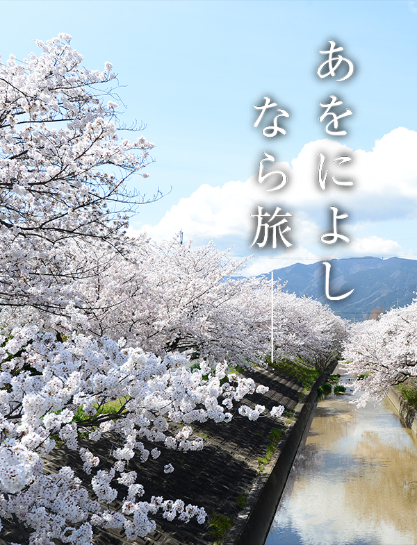 桜（大中公園）