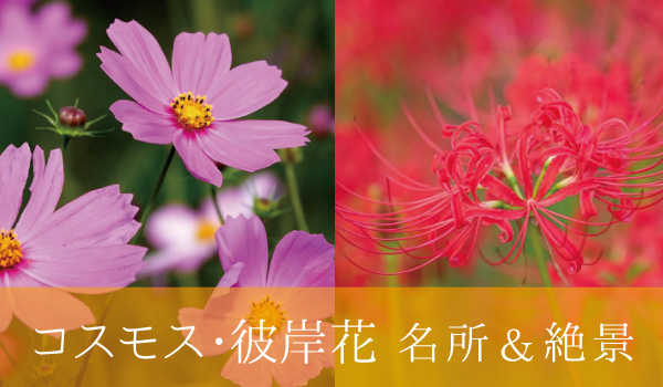 奈良コスモス・彼岸花の名所＆絶景