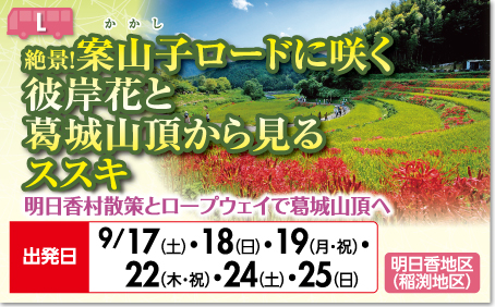 絶景！案山子ロードに咲く彼岸花と葛城山頂から見るススキ