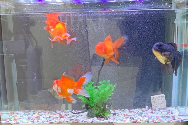 金魚ストリート